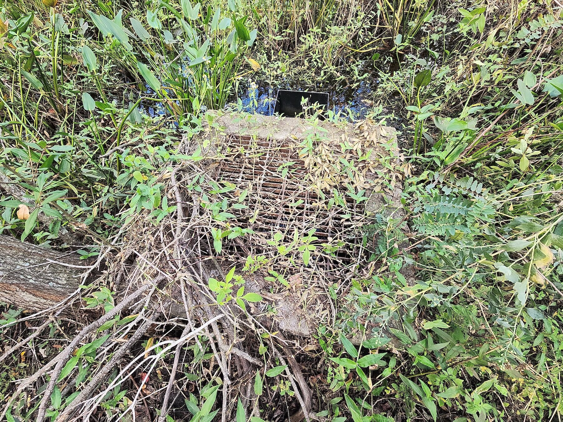 Overgrown site area requiring attention during SWFWMD inspection in Tampa, Florida